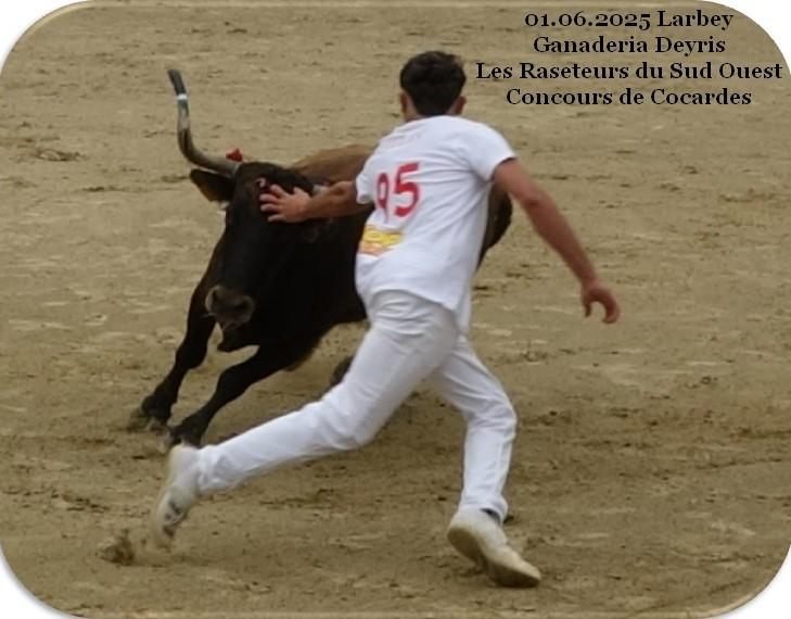 01 06 2025 larbey ganaderia deyris cocardes 1