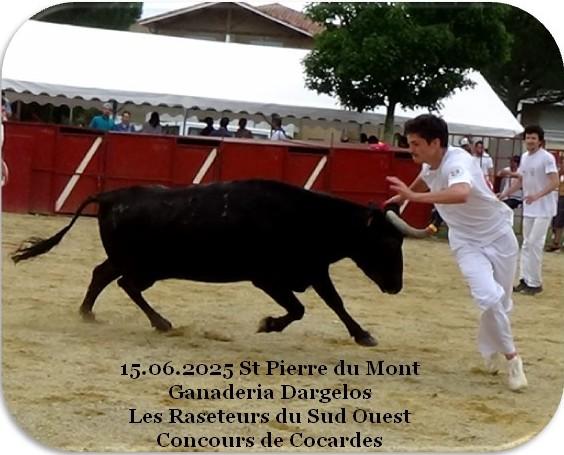 14 15 06 2025 st pierre du mont ganaderia dargelos cocardes