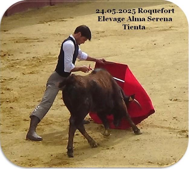 24 05 2025 roquefort elevage alma serena tienta